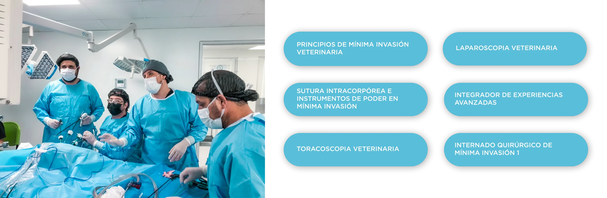 Plan de Estudio Diplomado en Laparoscopía y Toracoscopía Veterinaria