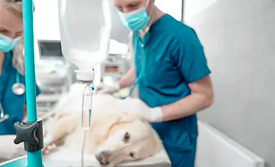 Diplomado Anestesia y Analgesia Veterinaria: Principios Esenciales